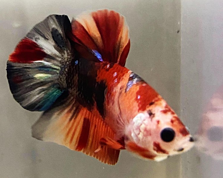 Fighter Fish : Betta Fish Koi Fish Kohaku Red White Stock Image Image